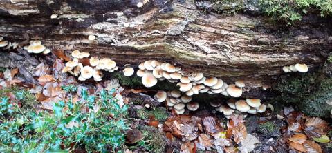Fungi 1